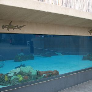Explorers Cove - Shark Lagoon - Underwater Viewing Area