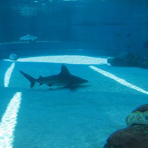 Explorers Cove - Shark Lagoon