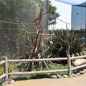 Explorers Cove - Lorikeet Forest