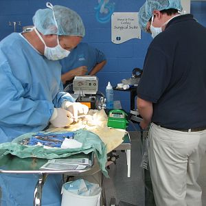 Animal Care Center - Animal Hospital - Surgery Room