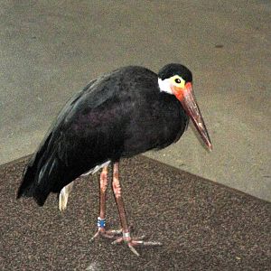 Aquatic Bird House - Storm's Stork