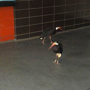 Aquatic Bird House - Storm's Stork