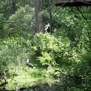 Lesser Adjutant Storks