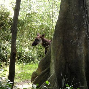 Congo Gorilla Forest - Okapi
