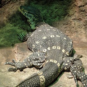 Congo Gorilla Forest - Ornate Nile Monitor