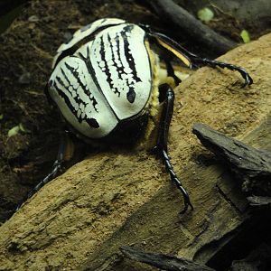 Congo Gorilla Forest - Goliath Beetle