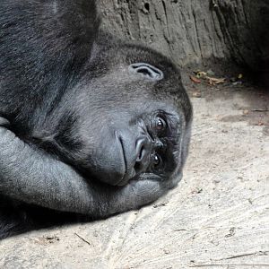 Congo Gorilla Forest - Gorilla