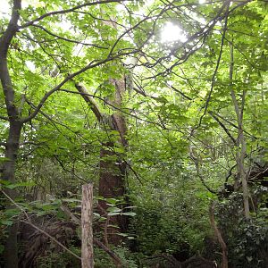 Congo Gorilla Forest