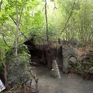 Congo Gorilla Forest