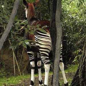 Congo Gorilla Forest - Okapi