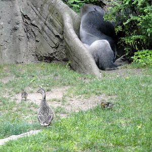 Congo Gorilla Forest - Gorilla
