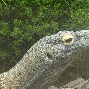 Komodo Dragon