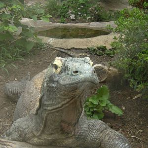 Komodo Dragon