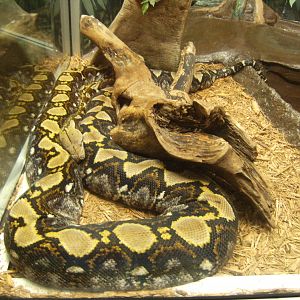 Reticulated Python
