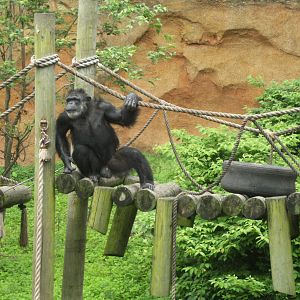 Chimpanzee