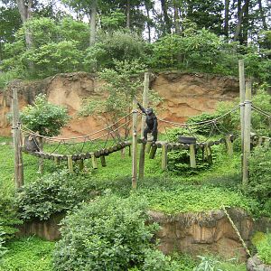 Chimpanzee Exhibit
