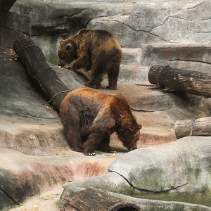 Bear Grotto
