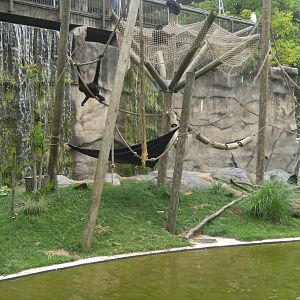 Spinder Monkey Exhibit