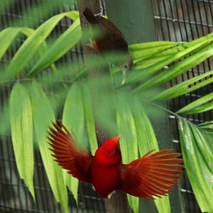 king bird-of -paradise courtship display