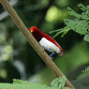 king bird-of-paradise