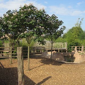 Indian tapir paddock