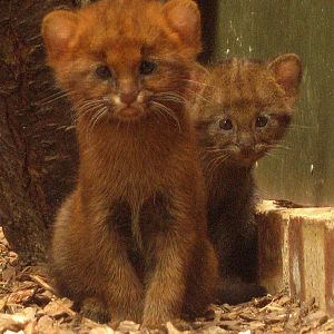 6 weeks old jaguarundis