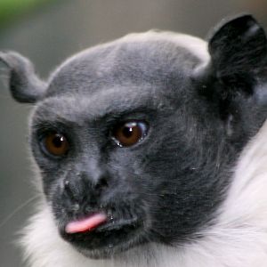 Pied tamarin; Paradise Wildlife Park, Broxbourne; 24th July 2010