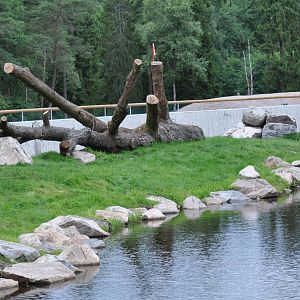 New brown bear exhibit -Borås Zoo