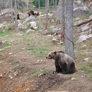 New brown bear exhibit -Borås Zoo