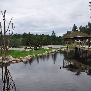 New brown bear exhibit -Borås Zoo