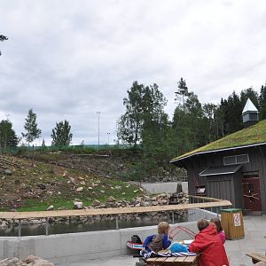 New brown bear exhibit -Borås Zoo