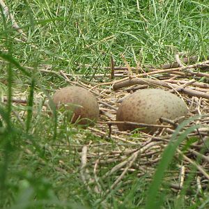 common crane eggs