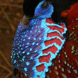 TRAGOPAN 004