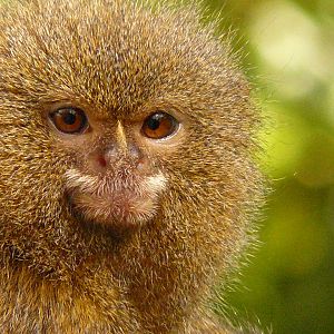 PYGMY MARMOSSET