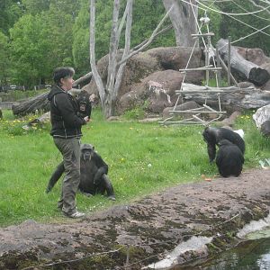 Furuvik - Chimpanzee feeding