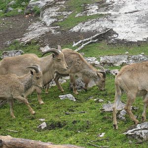 Furuvik - Barbary sheep