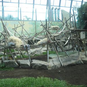 Munich Zoo - Chimpanzee indoor exhibit