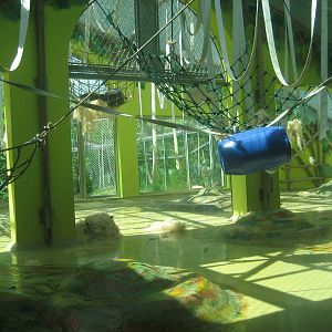 Munich Zoo - Orangutan-Paradise