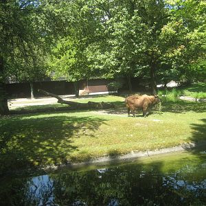 Munich Zoo - Takin exhibit