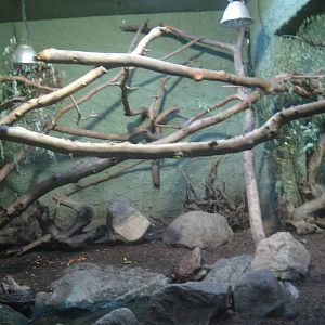 Munich Zoo - Agouti/Hutia exhibit