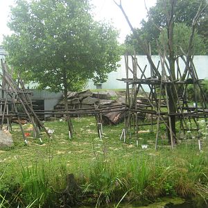 Munich Zoo - Gorilla outdoor exhibit