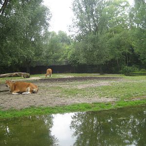 Munich Zoo - Banteng exhibit