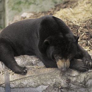 Sun bear in den