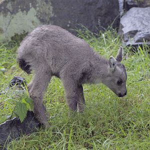 Chinese goral kid 1