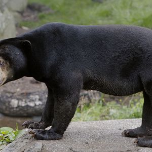 Sun bear