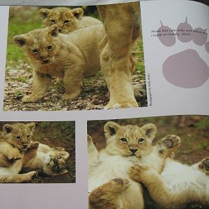 Asiatic lion cubs Indu and Sohan