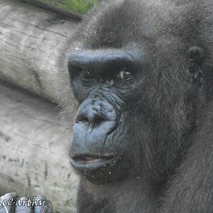 Female Lowland Gorilla