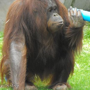 Orangutan