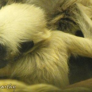 Pillatted Gibbon Baby