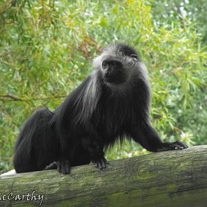 King Colobus Monkey